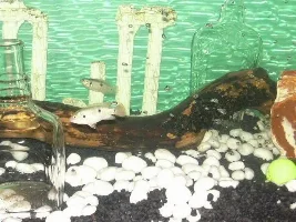 random cichlid pics
