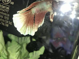 Columnaris