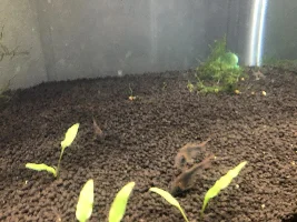 65 gallon angelfish tank diary