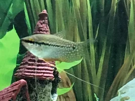Very aggressive pearl gourami