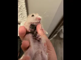 My Hamster (caution, he’s hairless)