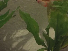 Help! My platy suddenly has its fins clamped
