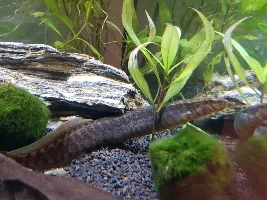 Eel species?