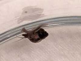 Help identify this "mystery" snail