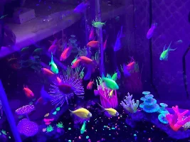 Can guppies and endlers interbreed?