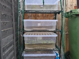 Growing aquarium plants outside