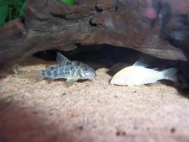 Some pix of my Guppes and Corys