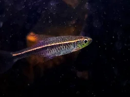 Rasbora Sarawakensis Mealtime (video)
