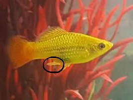 What’s wrong with my male platy?