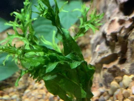 Is it normal for fish to have debris on them?