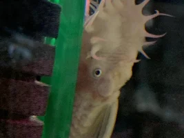 plecostomus question and amano feeding