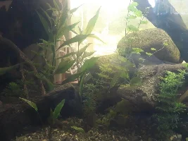 Here I go again 150 gallon reset.