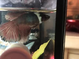 Does my betta have dropsy??