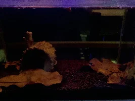 Kuhli loaches questions