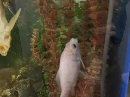 Goldfish Vertical!