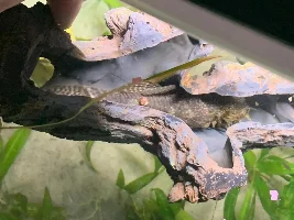Help my bristlenose pleco has developed a red lump