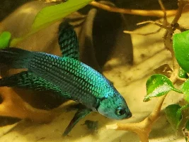 Help Identifying (Wild/Hybrid) Betta?
