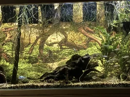 Rummy’s group spawning… again