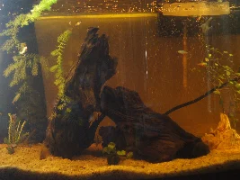 FishForums.net February 2019 Tank of the Month Contest