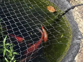 Gold fish give away in Hastings, UK