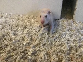 My Hamster (caution, he’s hairless)