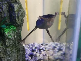 HELP! African Dwarf Frog with Swollen Stomach