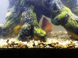 Blood parrot cichlid sick