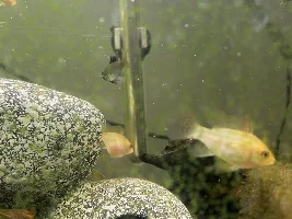 Bloat