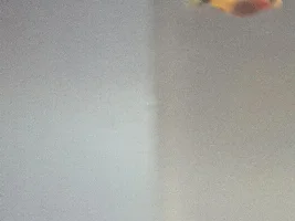 Is my platy pregnant?