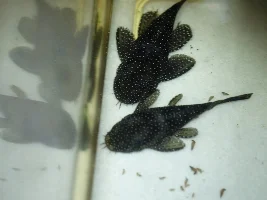 Can anyone sex my plecos please? Meet Ziggy and Stardust!