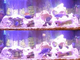 Nice Community of Cichlids