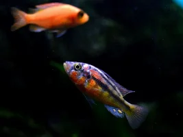 Haplochromis Sauvagei (Paralabidochromis Rock Kribensis)