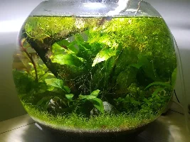 Planted, filterless Shrimp bowl