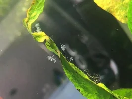 Does this look like hydra to you?