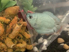 Dwaf Gourami female or male?