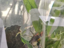 Bloated Appistogram cacatoides
