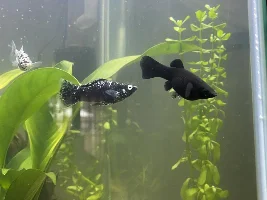 Mollys fighting or mating?