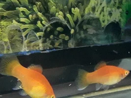 Molly breeding