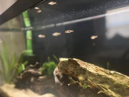New rasboras!!!