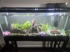 55 gallon planted tank cycling for shrimp - no shrimp or fish in yet