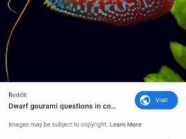 Honey Gourami