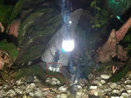 Strange formation on Hoplosternum thoracatum belly
