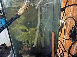 spring has sprung… time for a few more fish… Astyanax mexicanus, Zoogoneticus tequila