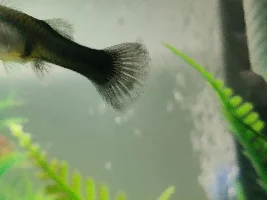 Help with pregnant Guppy