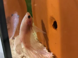 What is wrong with my fish?