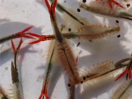Fairy Shrimp