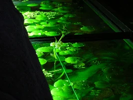 Echinodorus major in flower