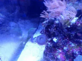 Help identify these fish from photos I took