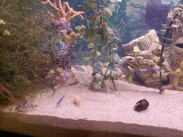 Starter tank, 29g