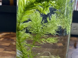 Sword/crypt/pondweed ID's please! Any idea which variety?